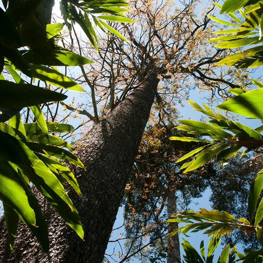 Rosewood Essential Oil